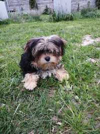 Yorkshire Terrier Morkie