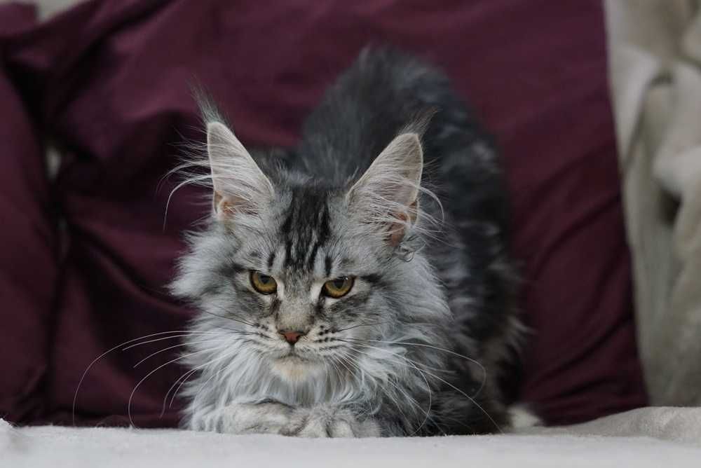 Kotka maine coon