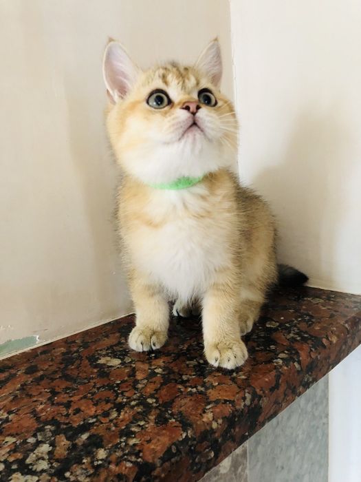 Шотландский золотой мальчик. Купить в Киеве в Украине. Питомник.