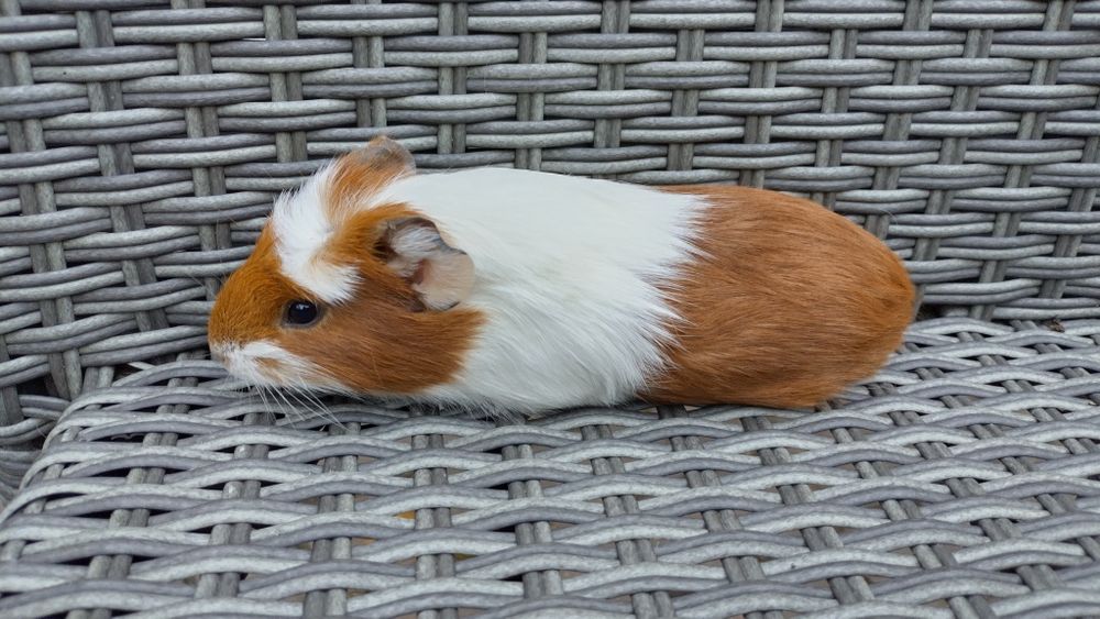 Świnki świnka morska