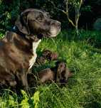 Szczeniaki mama pół-amstaff oddam