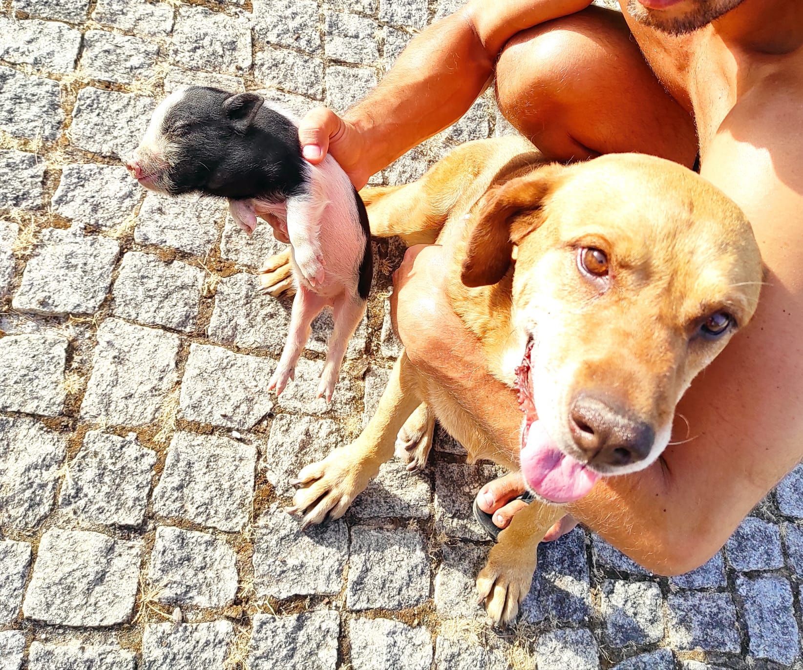 Mini pig/vietnamita bebés