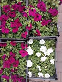 Продам квіти оптом та в роздріб,петунія,чорнобривці та інші.