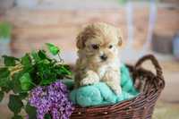 Maltipoo miniaturka