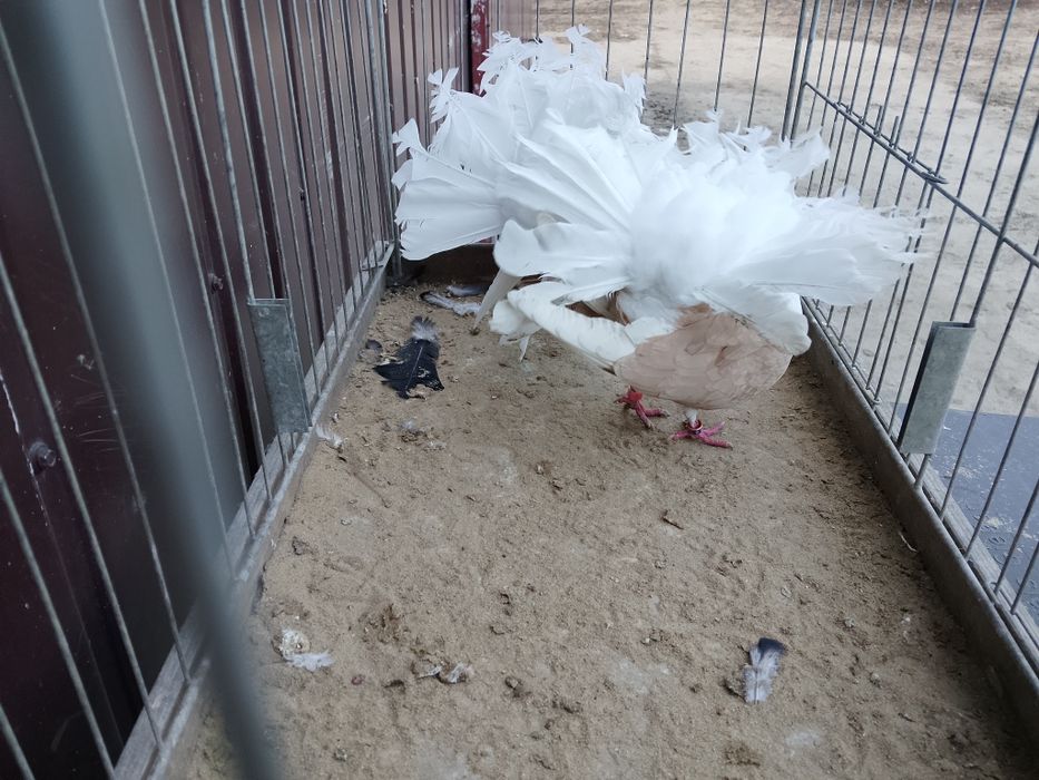 Pawiki tarczowe para