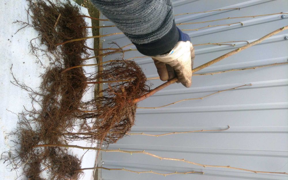 Саджанці фундука. Каталонський, Гарібальді, Трапезунд. Та інші.