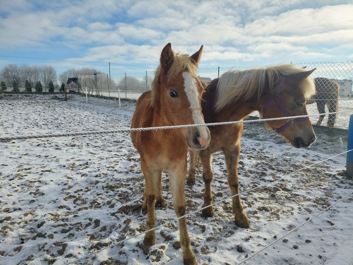 Ogier haflinger odsadek sprzedam