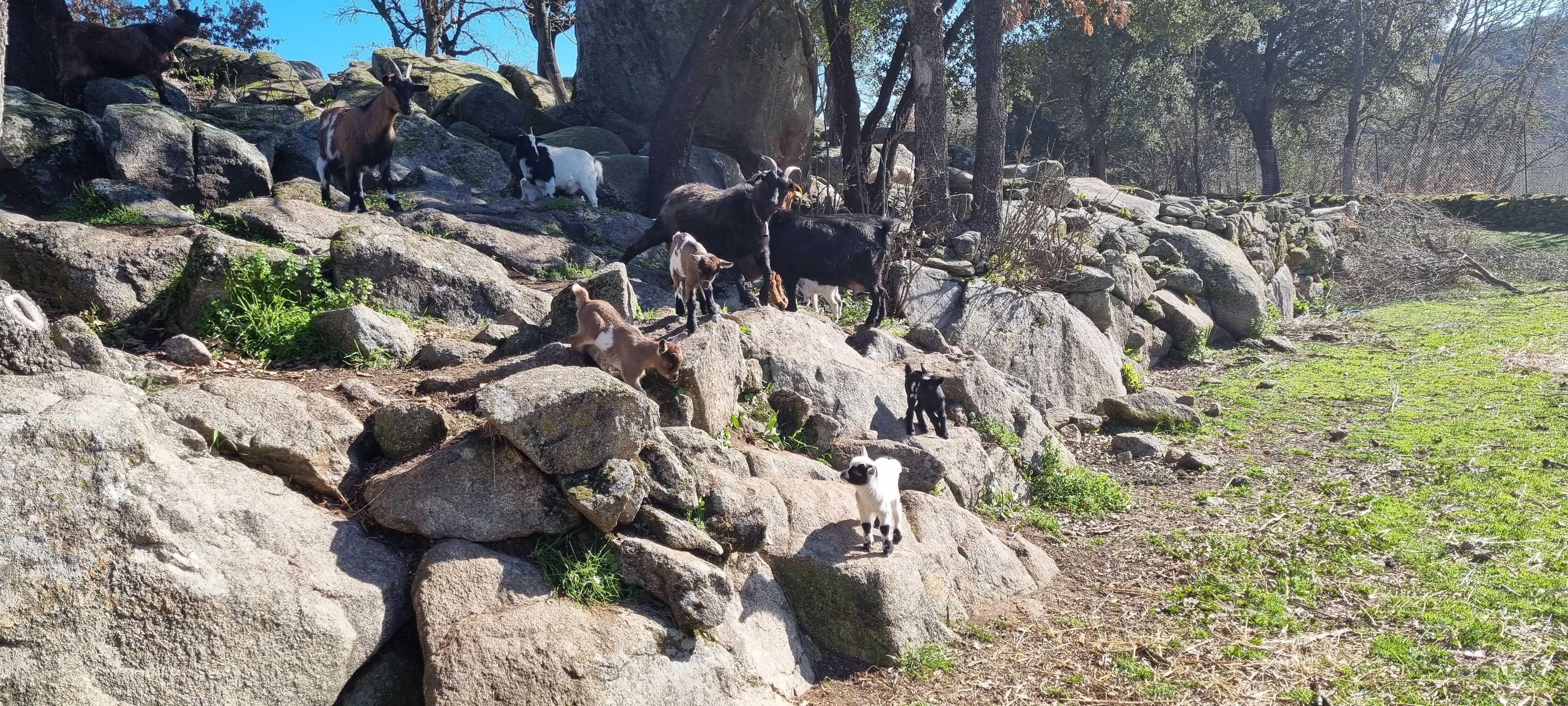 Cabras, cabritos anãs