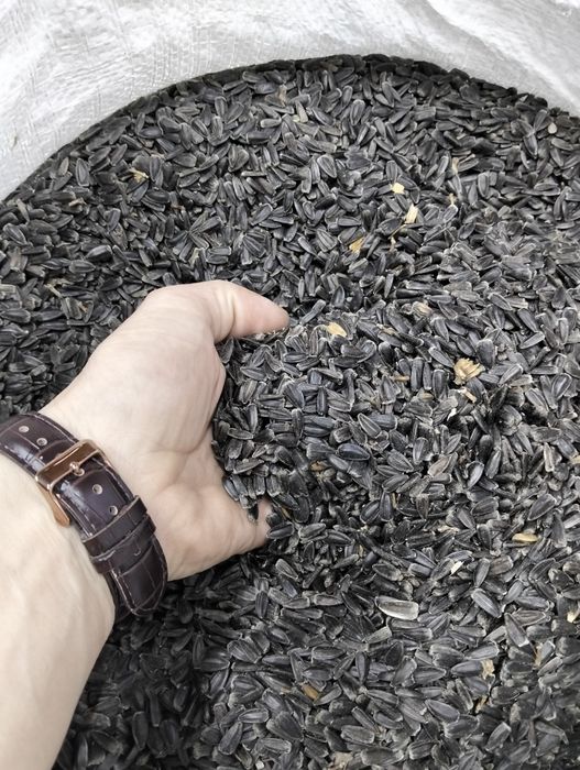 Продам насіння соняшнику
