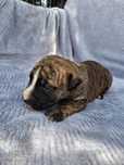 American Pitbull Terrier suczka