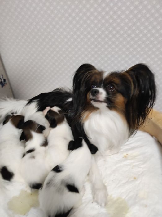 Цуценята папільйон, чистокровні,з документами.