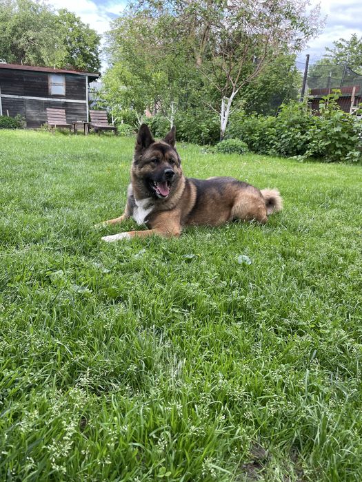 Вязка Акіти амеріканскоі шукаємо дівчинку для гарного хлопця