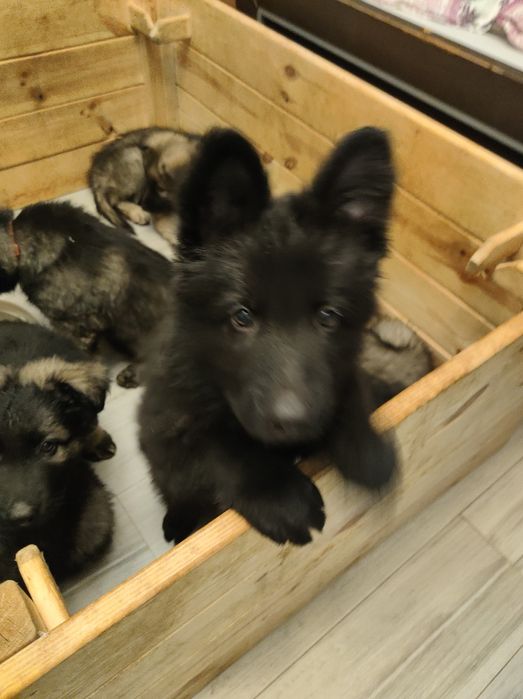 Owczarek Niemiecki Staroniemiecki samiec Fantasyo