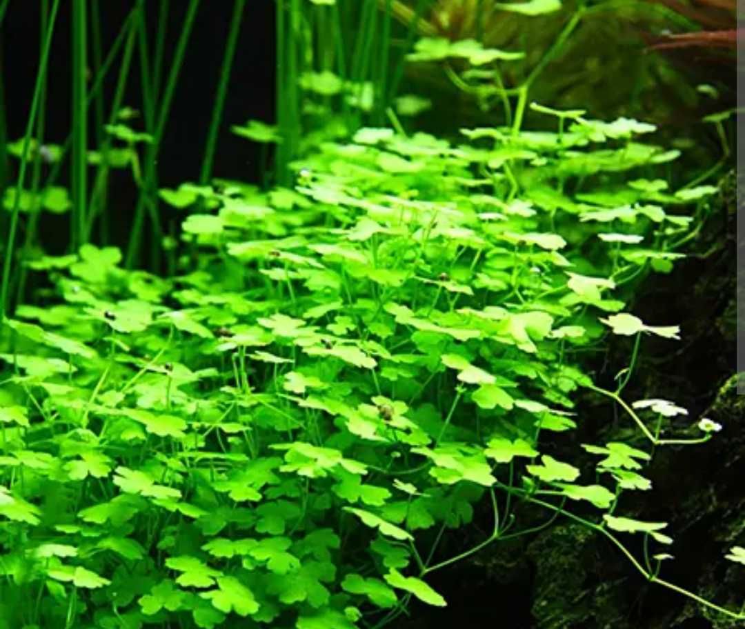 Hydrocotyle sp japan