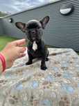 Bulldog femea top