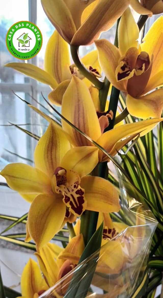 Orquídeas de exterior Cymbidium várias cores