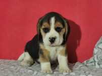Beagle piękny piesek 8 tygodni