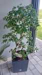 Duże drzewko bonsai