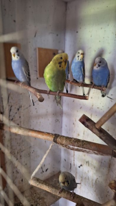 Papugi faliste mlode