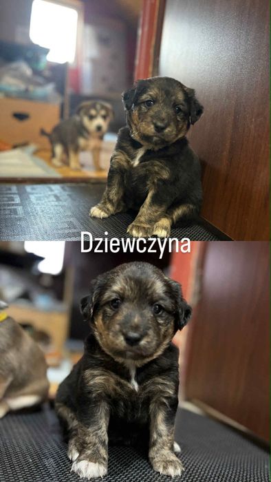 suczka szuka dobrego domu