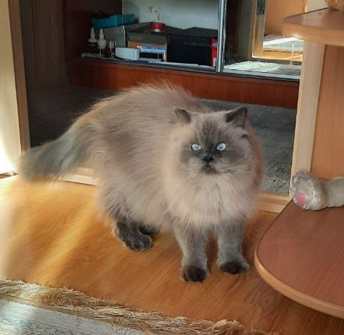 Кіт в добрі руки