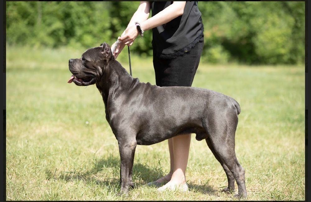 Кобель Кане корсо для вязок.вязка Cane corso.JCHUA,CHUA.