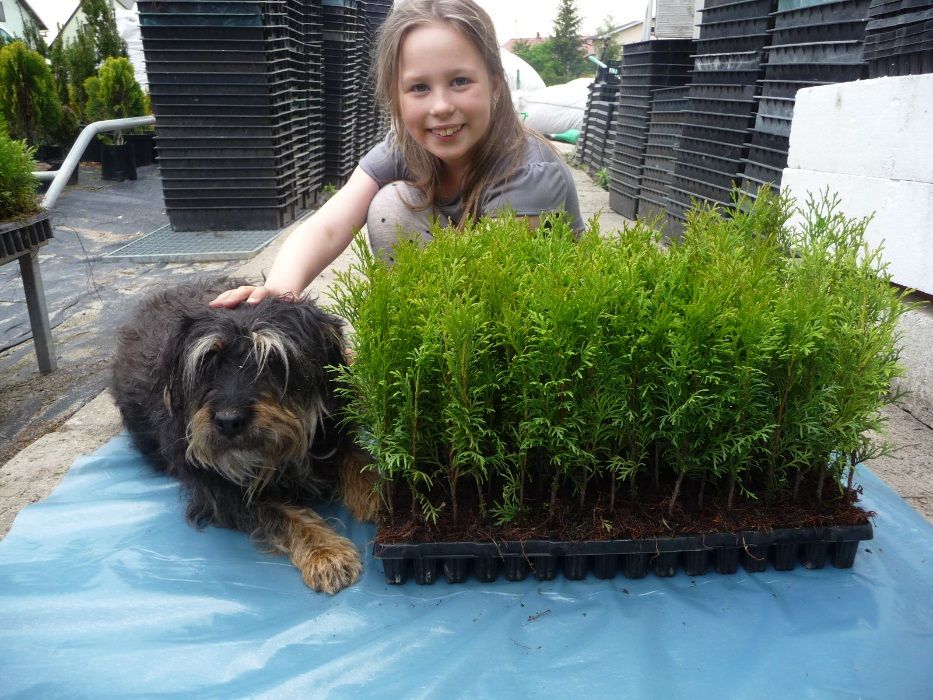 tuja szmaragd thuja smaragd UWAGA 1,5-1,7m-30zł slask dowozimy sadzimy