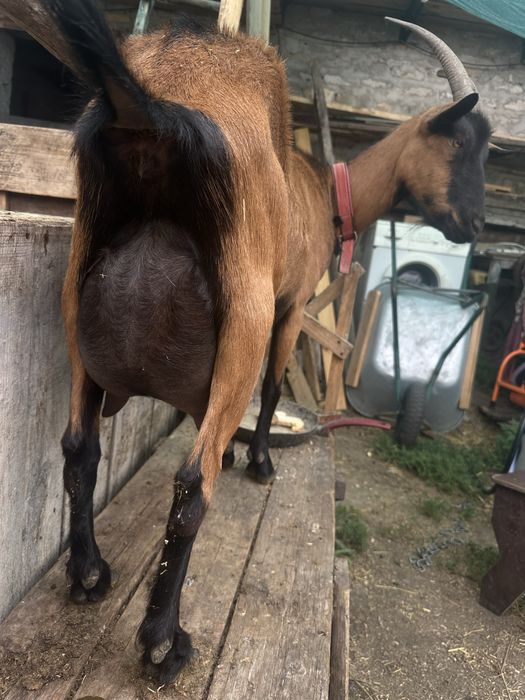 Продам кози альпійськоі породи