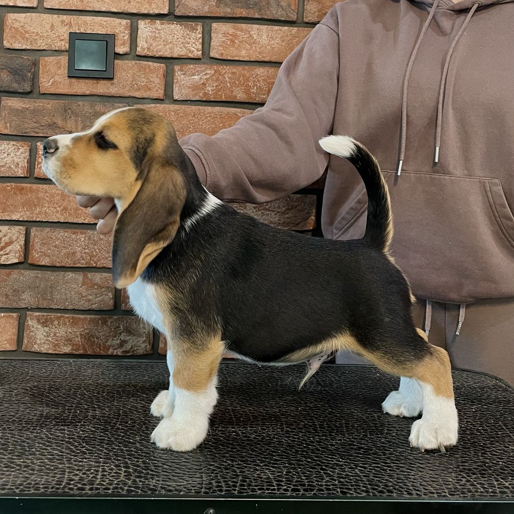 Beagle chłopiec ZKwP/FCI z domowej hodowli