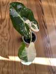 Alocasia frydek variegata