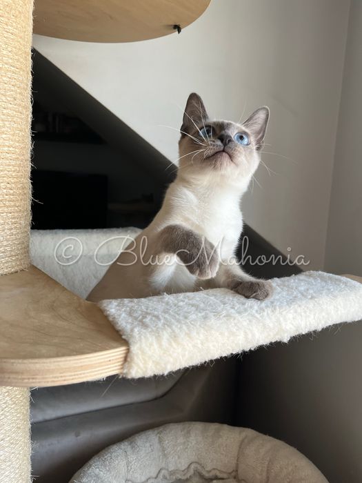 Kocurek tajski Forrest z legalnej hodowli