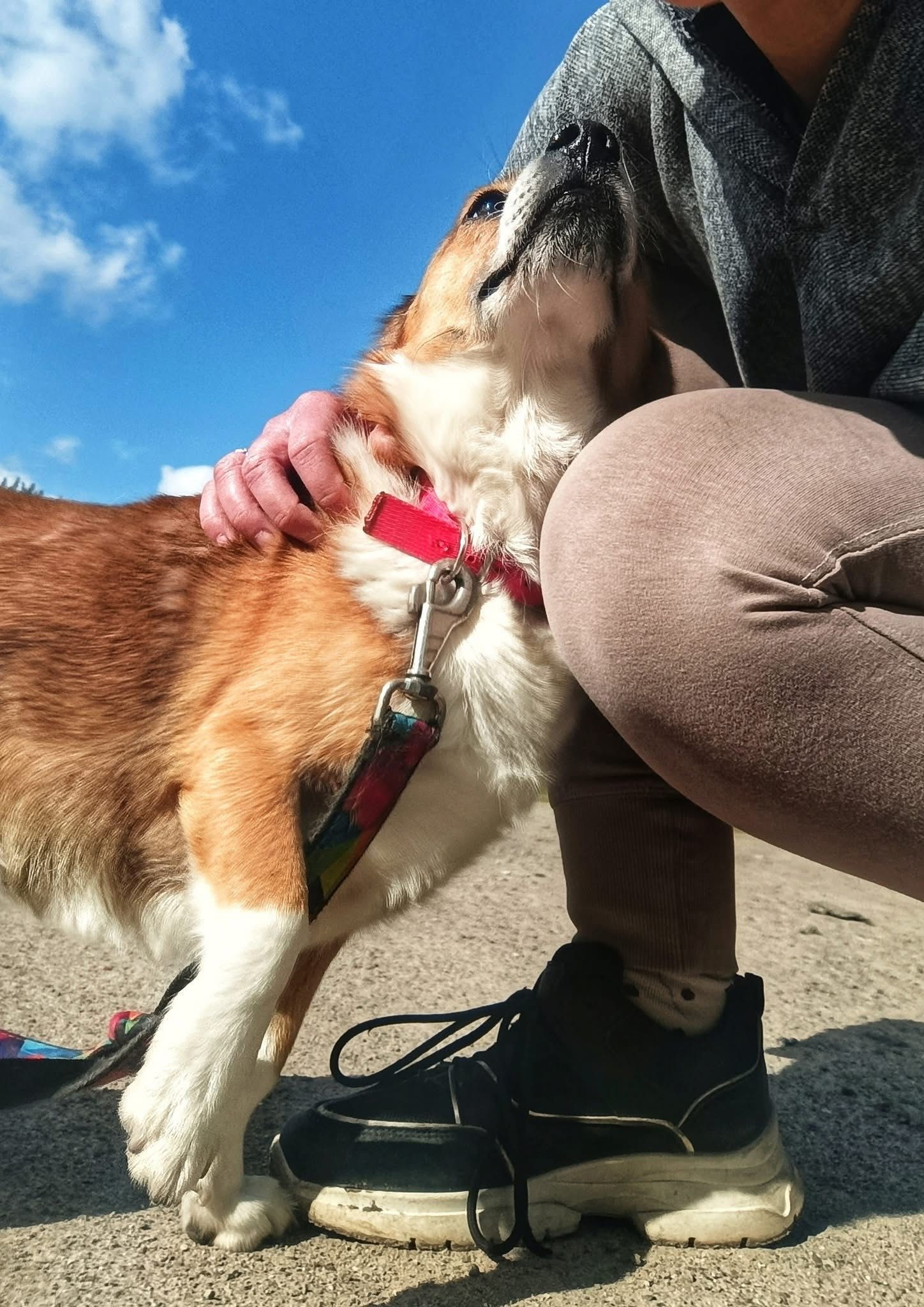 Mały Max ,szuka domu.