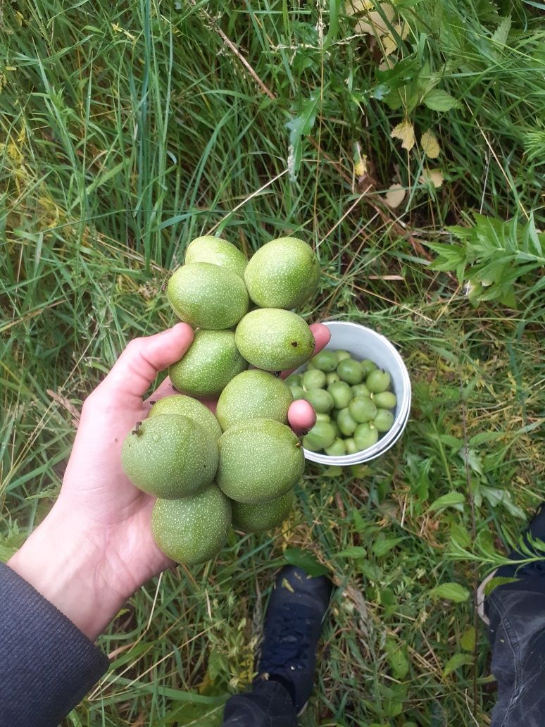 OWOCE Ekologiczne