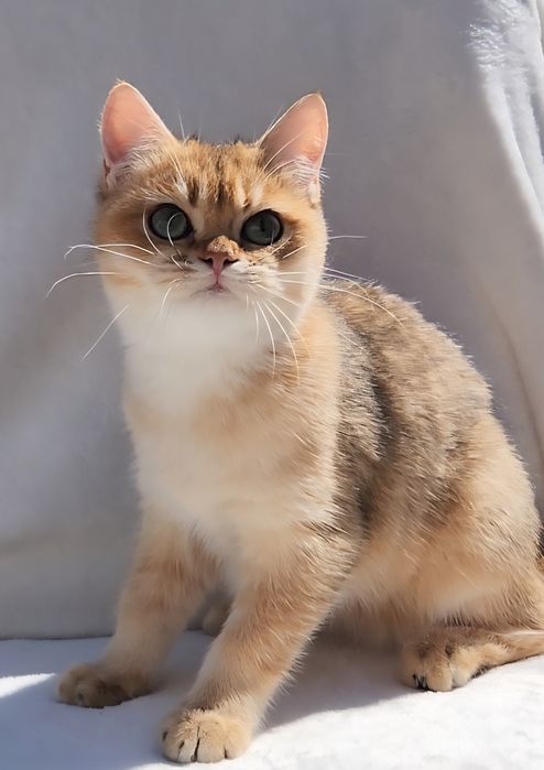 Шотландське кошеня золота шиншила