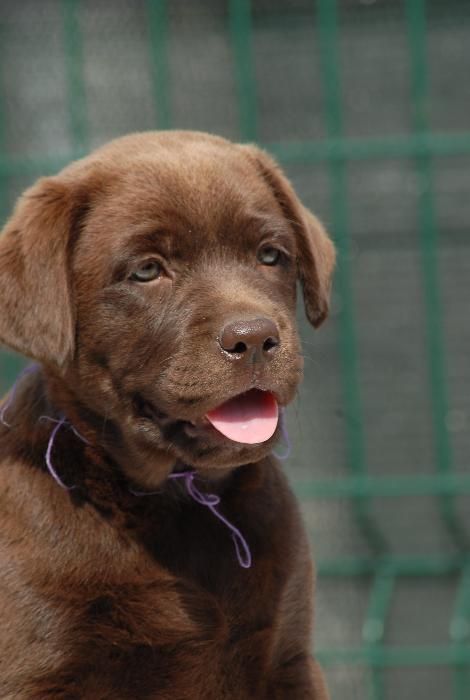 шоколадная девочка породы лабрадор ретривер