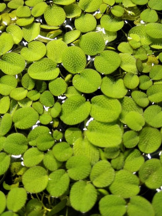 Salwinia natans antyglon