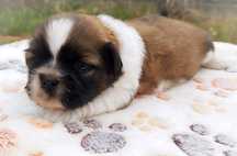 Piesek Shih Tzu do rezerwacji – tricolor