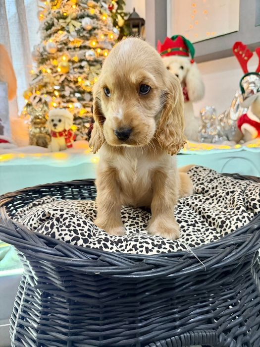 Cocker  menino fantastico