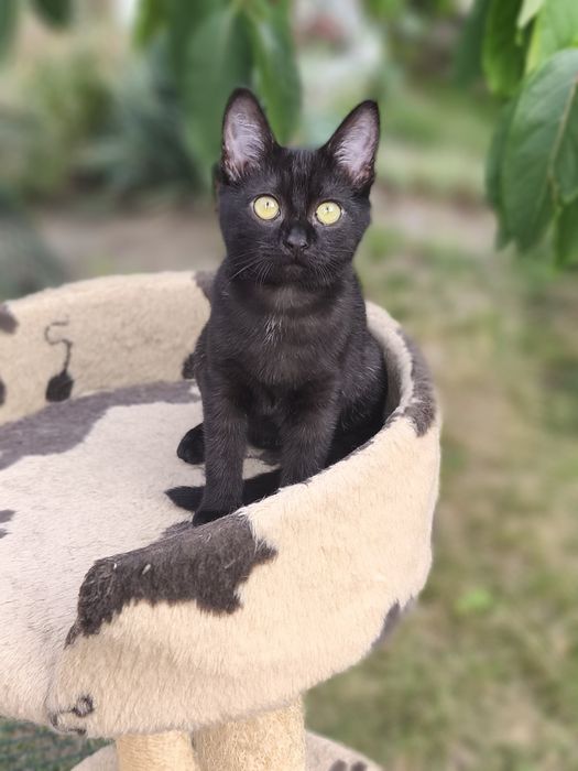 Котенок в хорошие руки