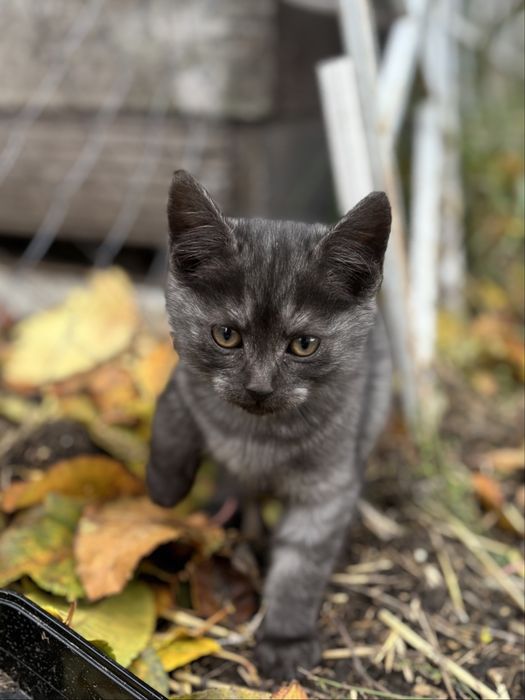 Кошенята в добрі руки