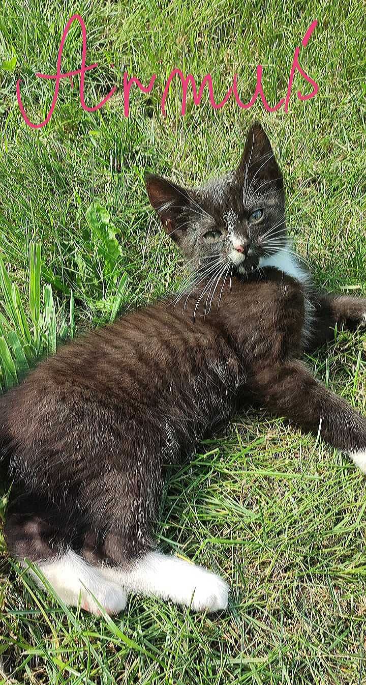 Armiś kocurek do adopcji