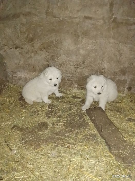 Белая Швейцарская Овчарка.