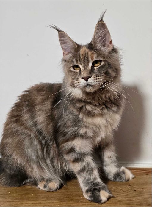 Maine coon kotka Umi niebieska szylkretka pregowana