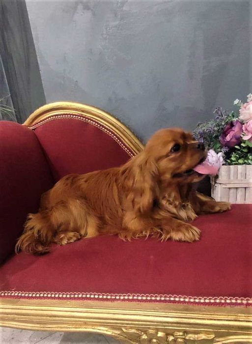 Cavapoo > piesek > rezerwacja .