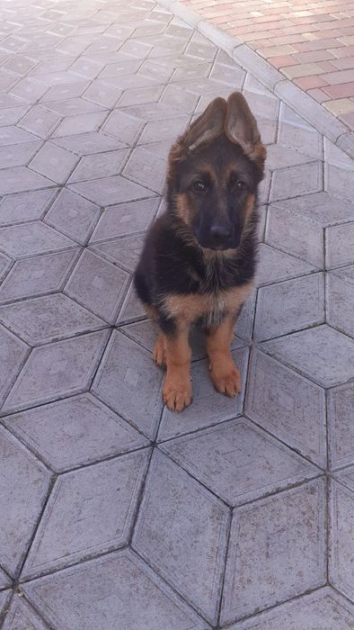 Німецька  вівчарка.