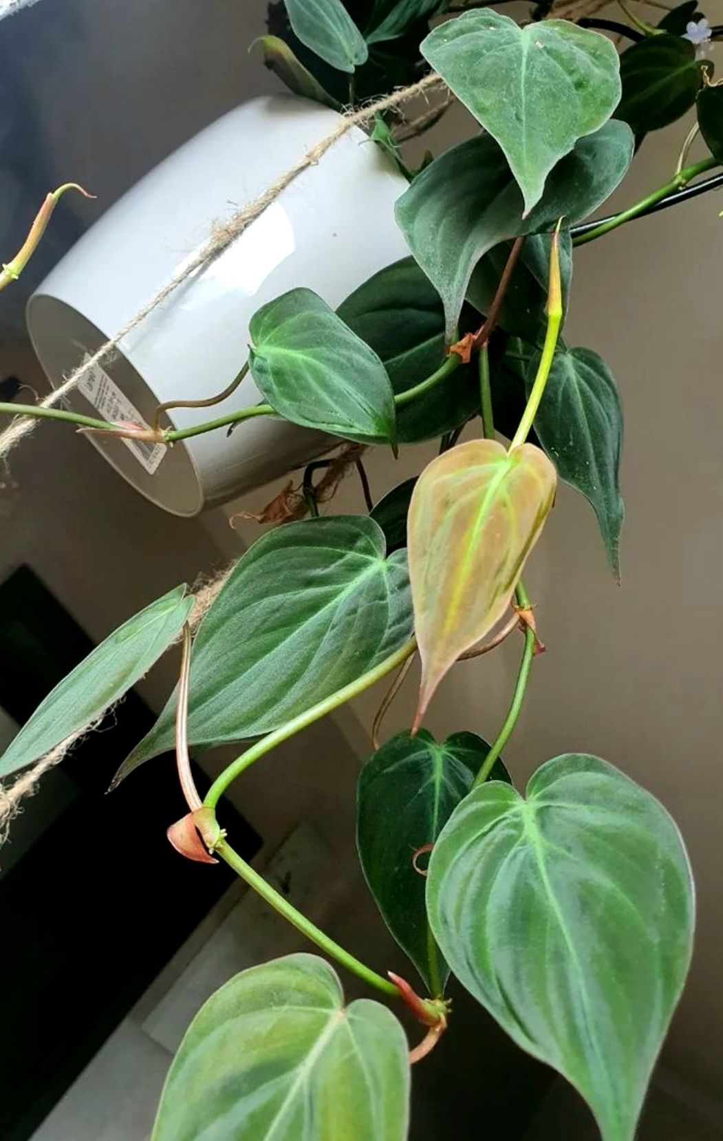 Philodendron scandens micans pędowka 1 liść