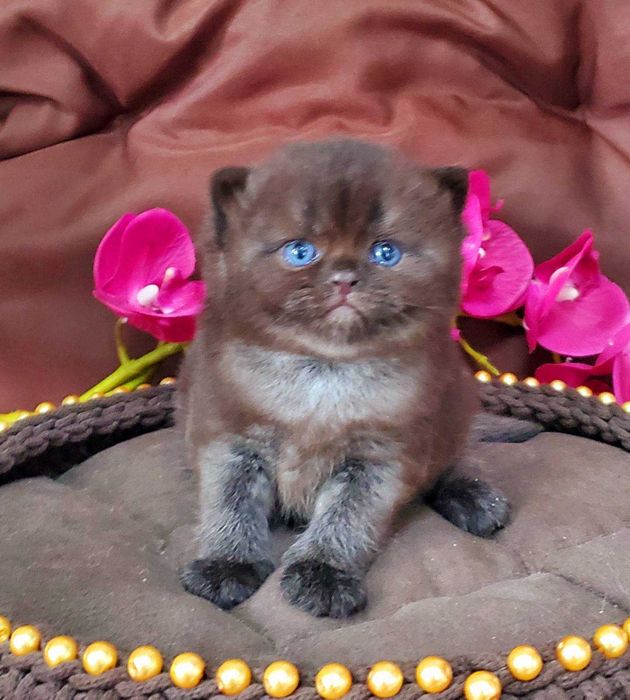 Британський хлопчик Чорний діамант