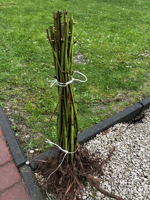 Sadzonki jeżyny gazda