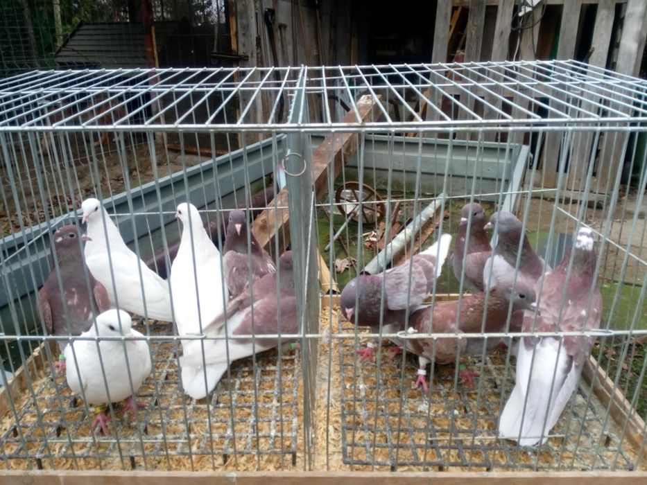 Gołębie kumru "szczekacze"