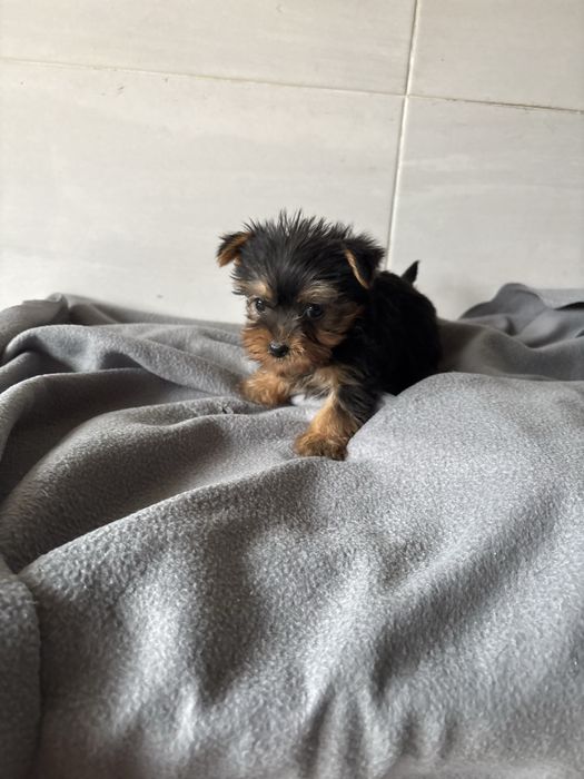 Yorkshire terrier femea